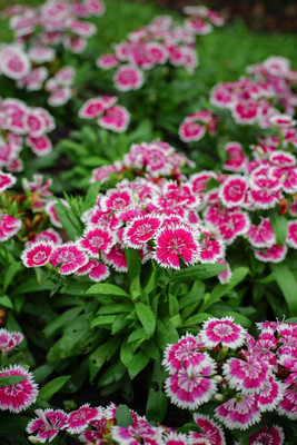 Lorvox Sweet William Mix F1 Hybrid Flower Seed(50 per packet)