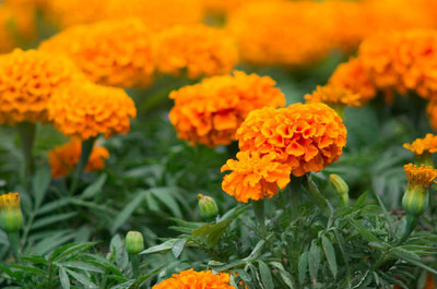 VNR marigold/gende ka phool flower seeds Seed(75 per packet)