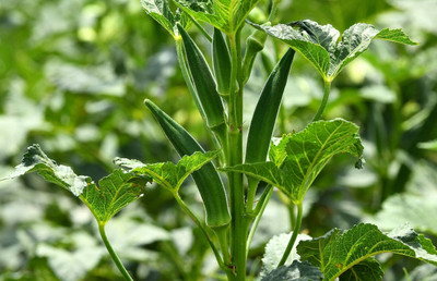BISWAS Bhindi seeds, Okra seed, Lady Finger Vegetable Seed(250 per packet)