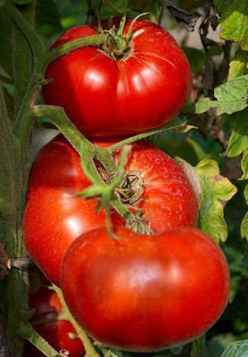 Aaradhyapriyal tomato Seed(75 per packet)