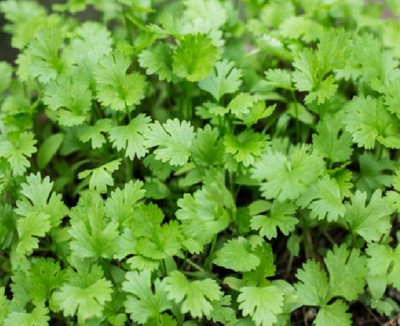 CEZIUS Seeds for Sowing Purpose Cilantro/Coriander Herbs-b6M Seed(190 per packet)