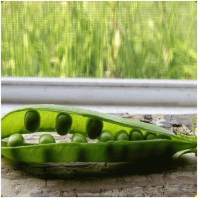 Qualtivate RES-1A Green Arrow Pea Seeds Seed(200 per packet)