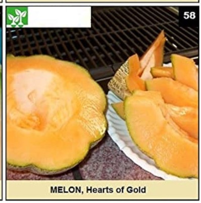 CYBEXIS HEARTS OF GOLD MUSK MELON200 Seeds Seed(200 per packet)