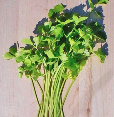 CYBEXIS LX-30 - Chinese Celery - (750 Seeds) Seed(750 per packet)