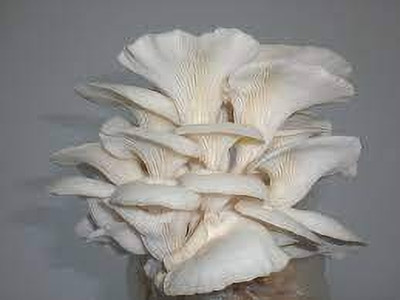 sirian oyester mushroom seeds Seed(82 per packet)