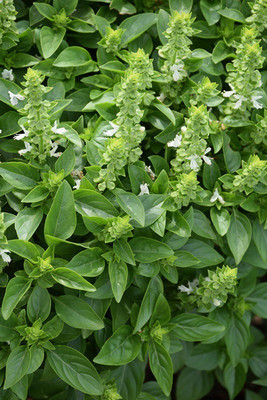 WILLVINE GBPUT-36 Spicy Globe Basil Herb Seed(1000 per packet)