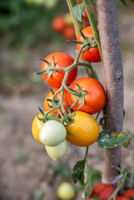 Sdfress tomato Seed(30 per packet)