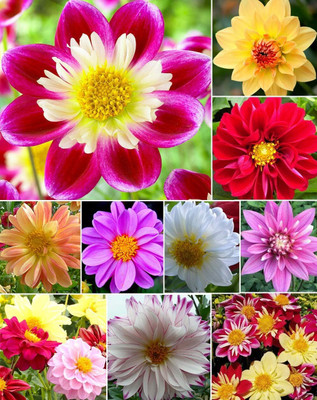 Qualtivate TLX-123 Mixed Dahlia Flower Seeds Spectacle Seed(50 per packet)