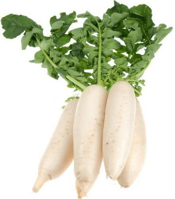 KANAYA White Radish Hybrid Vegetable Sowing Seeds Seed(30 per packet)