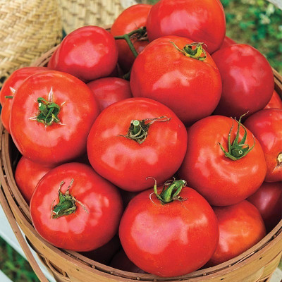 VRAKSHA High Quality Red Tomato Seed(800 per packet)