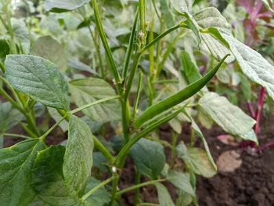XOLDAA CLUSTER BEANS SEEDS Seed(30 per packet)