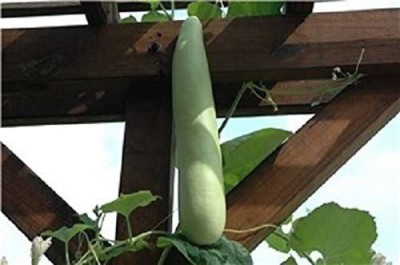 VibeX GBPUT-27 - Lauki Bottle Gourd Dudhi - (300 Seeds) Seed(300 per packet)