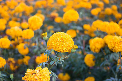 Agip marigold,gende ka phool seeds Seed(21 per packet)