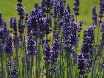 Quentova Lavender Seeds Seed(100 per packet)
