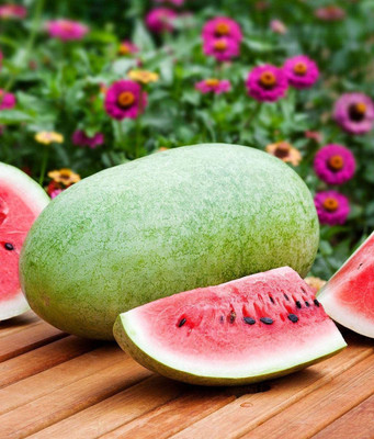 CYBEXIS LX-47 - Watermelon Charleston Grey Green - (1350 Seeds) Seed(1350 per packet)