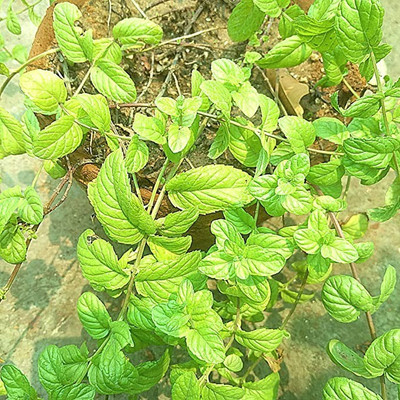 Aro Mint, Pudina Seed(104 per packet)