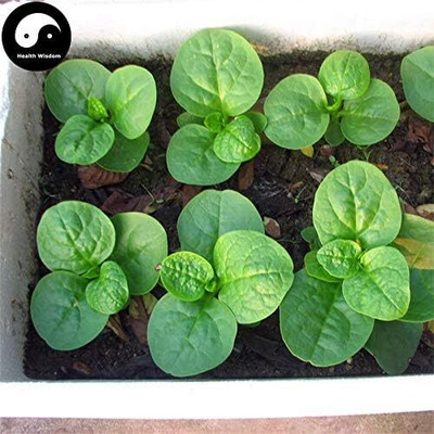 WILLVINE Spinach Vegetable Semente Leaf Vegetables Basella Alba-[800 Seeds] Seed(800 per packet)