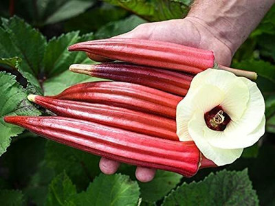 VibeX ® VMR-56 Burgundy Red Okra Seeds Seed(100 per packet)