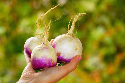 Quentova White Purple Top Turnip/Shalgam-KWI-8M Seed(250 per packet)