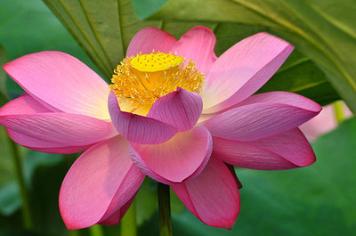 greenhut lotus,kamal gatta Seed(10 per packet)