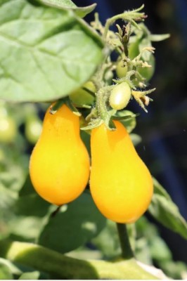 Quentova Yellow Pear Tomato 10gm Seeds Seed(4000 per packet)