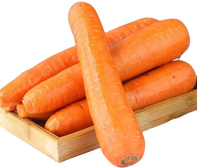 Quentova Orange Carrot विलायती गाजर-4Z-LTK Seed(300 per packet)