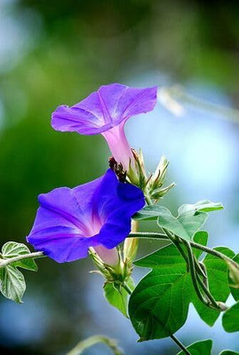 Lorvox Morning Glory Flower Seed(10 per packet)
