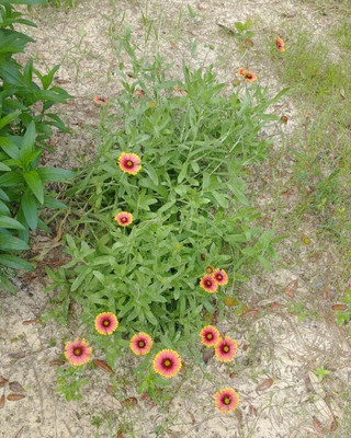 Quentova Gaillardia - blankets flower-HQL-9A Seed(60 per packet)