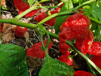 Biosnyg High Yield Red Big Mama Chilli Vegetable Seeds For Gardening-(2000 Seeds) Seed(2000 per packet)