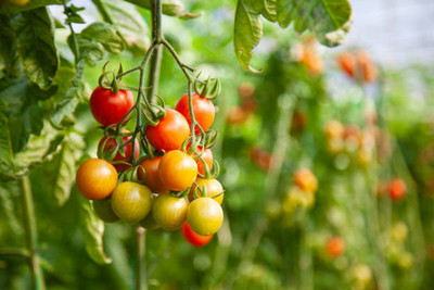 Mewar Impex tomato Seed(125 per packet)