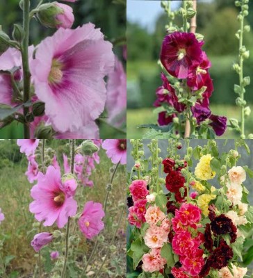 ibains Hollyhock seed for home garden beej 49 Seed(49 per packet)