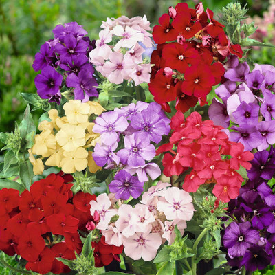 DECORPLIX Flower seed Seed(50 per packet)
