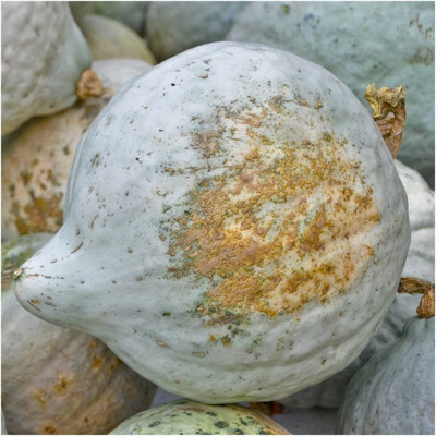 WILLVINE Hybrid Blue Hubbard Winter Squash (Cucurbita maxima)-100 Seeds Seed(100 per packet)