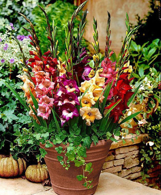 Elite Green Gladiolus Flower Bulbs Seed(10 per packet)