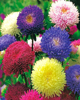 Lorvox HYBRID SEEDS Aster Seed(110 per packet)