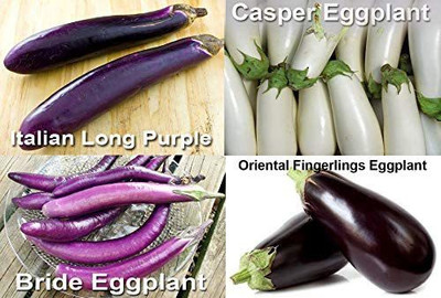 WILLVINE VVI-618 Brinjal Mix Seeds 4 Varieties Seed(200 per packet)