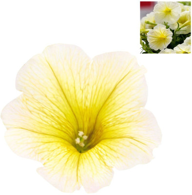 CYBEXIS Petunia Flower Seeds - White and Yellow Seed(50 per packet)