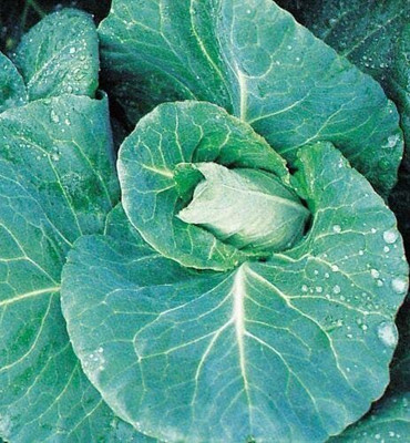 CYBEXIS Seeds of Vegetable Cabbage F1 Duncan2000 Seeds Seed(2000 per packet)