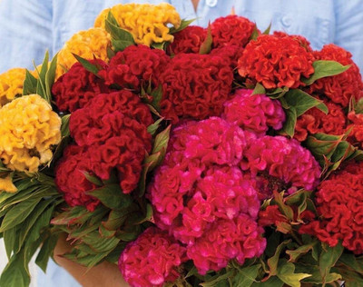 Avysa COCKSCOMB MIXED Celosia argentea cristata Seed(15 per packet)