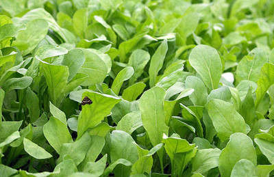 CYBEXIS LX-64 - Organic Roquette Arugula Herb - (250 Seeds) Seed(250 per packet)