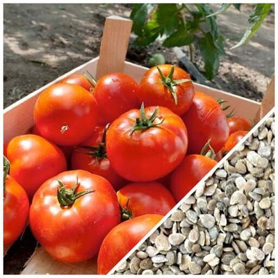 VRAKSHA Red Cherry Tomatoes Seed(2000 per packet)