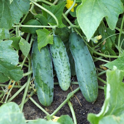 SeeGreen Cucumber F1 Hybird Seeds, Khira Organic Vegetable Seed(40 per packet)