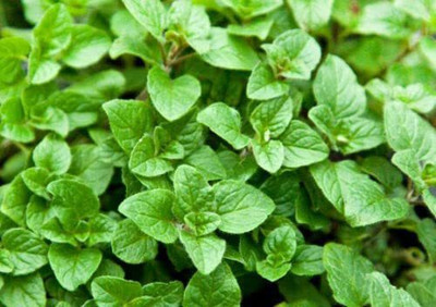 CYBEXIS NDIR-34 - Greek Oregano Culinary Herb - (1350 Seeds) Seed(1350 per packet)