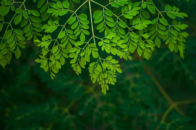 Qualtivate GBPT-6A ODC2 Variety Moringa Tree Seeds Seed(50 per packet)