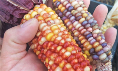 Qualtivate TLX-169 Ornamental Corn Seeds Seed(500 per packet)