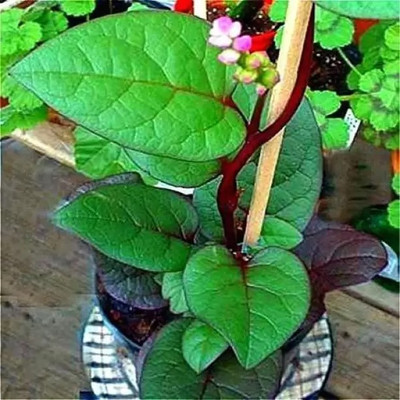 MAA Swiss Chard, Chard Seed(48 per packet)