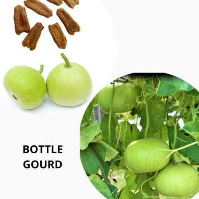 VibeX ® RXI-331 Open Pollinated Bottle Gourd Round Seeds Seed(50 per packet)