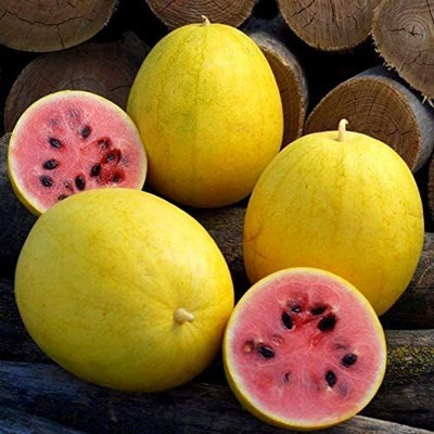 CYBEXIS LXI-5 - F1 Hybrid Watermelon - (1350 Seeds) Seed(1350 per packet)