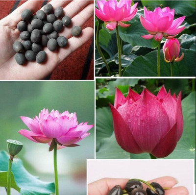 Tradinghub Lotus Seeds, Kamal Seeds, Kamal Gatta Seed(29 per packet)