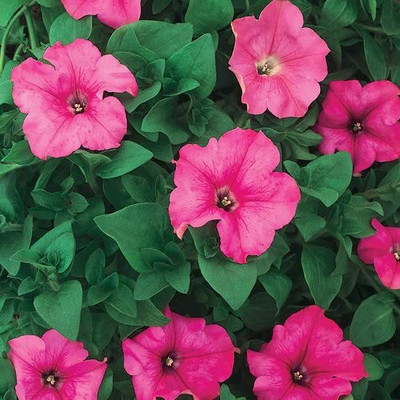 Lorvox Petunia Flower Flower Mix Colours Seed(70 per packet)